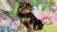 Raven, a female Yorkshire Terrier for sale in Brighton, MO – Photo 3 of 4