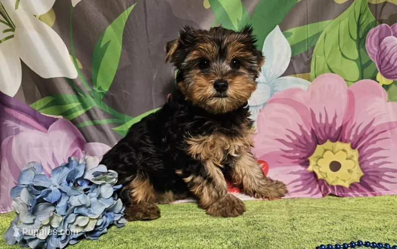 Raven – Yorkshire Terrier puppy for sale in Brighton, MO