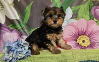 Raven, a female Yorkshire Terrier for sale in Brighton, MO – Photo 1 of 4