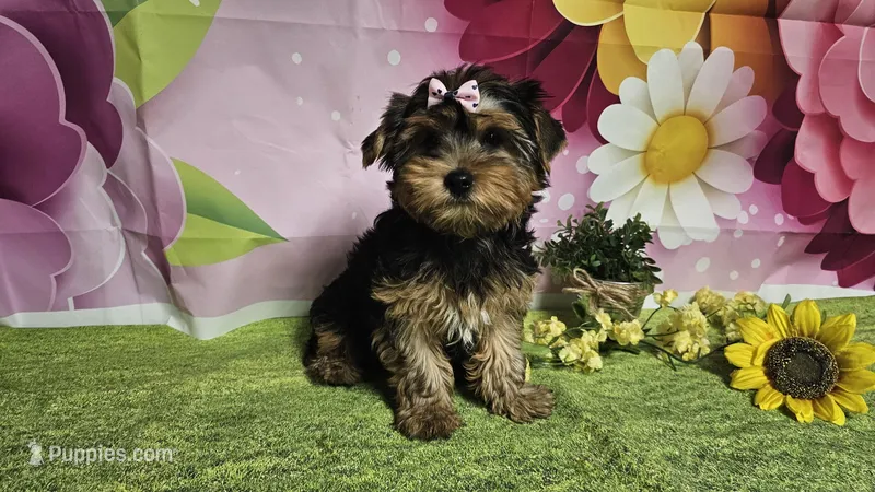 Raven – Yorkshire Terrier puppy for sale in Brighton, MO