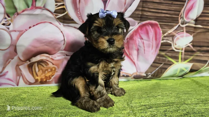 Raven – Yorkshire Terrier puppy for sale in Brighton, MO