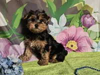 Raven, a female Yorkshire Terrier for sale in Brighton, MO – Photo 4 of 4