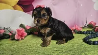 Raven, a female Yorkshire Terrier for sale in Brighton, MO – Photo 1 of 2