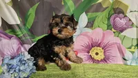 Raven, a female Yorkshire Terrier for sale in Brighton, MO – Photo 2 of 4