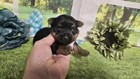 Chris , a female Yorkshire Terrier for sale in Brighton, MO – 2 of 8