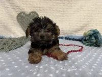 Chris , a female Yorkshire Terrier for sale in Brighton, MO – 9 of 9