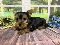 Levi, a male Yorkshire Terrier for sale in Brighton, MO – 7 of 8