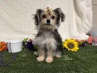 Tickles , a female Morkie for sale in Brighton, MO – 6 of 8
