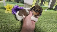 Hazel , a female Yorkshire Terrier for sale in Brighton, MO – 5 of 9