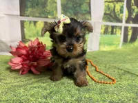 Shellu, a female Yorkshire Terrier for sale in Brighton, MO – 9 of 9