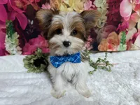 Carter , a male Yorkshire Terrier for sale in Brighton, MO – 10 of 10