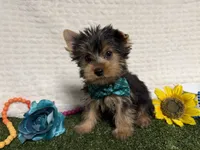 Beans, a male Yorkshire Terrier for sale in Brighton, MO – 5 of 6