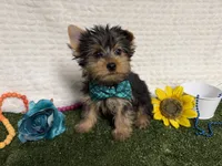 Beans, a male Yorkshire Terrier for sale in Brighton, MO – 2 of 6