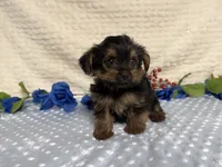 Cody, a female Yorkshire Terrier for sale in Brighton, MO – 2 of 8