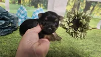 Chris , a female Yorkshire Terrier for sale in Brighton, MO – 1 of 8
