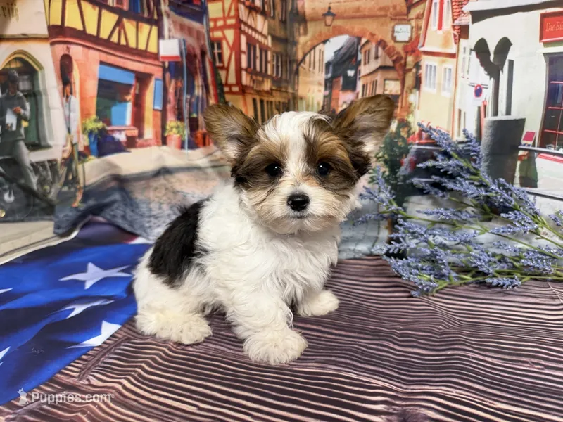Sylvester  – Yorkshire Terrier puppy for sale in Brighton, MO