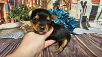 Karter, a male Yorkshire Terrier for sale in Brighton, MO – Photo 1 of 2