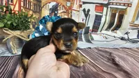 Karter, a male Yorkshire Terrier for sale in Brighton, MO – Photo 2 of 2