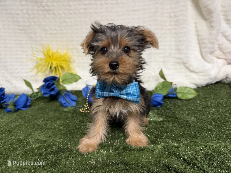 Sawyer – Yorkshire Terrier puppy for sale in Brighton, MO