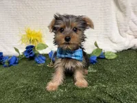 Sawyer, a male Yorkshire Terrier for sale in Brighton, MO – 1 of 6