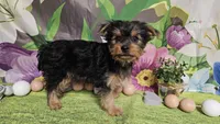 Kale, a male Yorkshire Terrier for sale in Brighton, MO – Photo 4 of 7