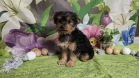 Kale, a male Yorkshire Terrier for sale in Brighton, MO – Photo 7 of 7