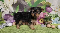 Kale, a male Yorkshire Terrier for sale in Brighton, MO – Photo 6 of 7