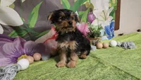 Kale, a male Yorkshire Terrier for sale in Brighton, MO – Photo 2 of 7