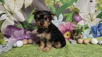 Kale, a male Yorkshire Terrier for sale in Brighton, MO – Photo 5 of 7