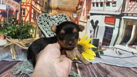 Kale, a male Yorkshire Terrier for sale in Brighton, MO – Photo 2 of 2