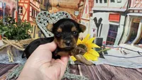 Kale, a male Yorkshire Terrier for sale in Brighton, MO – Photo 1 of 2