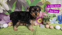 Kale, a male Yorkshire Terrier for sale in Brighton, MO – Photo 3 of 7