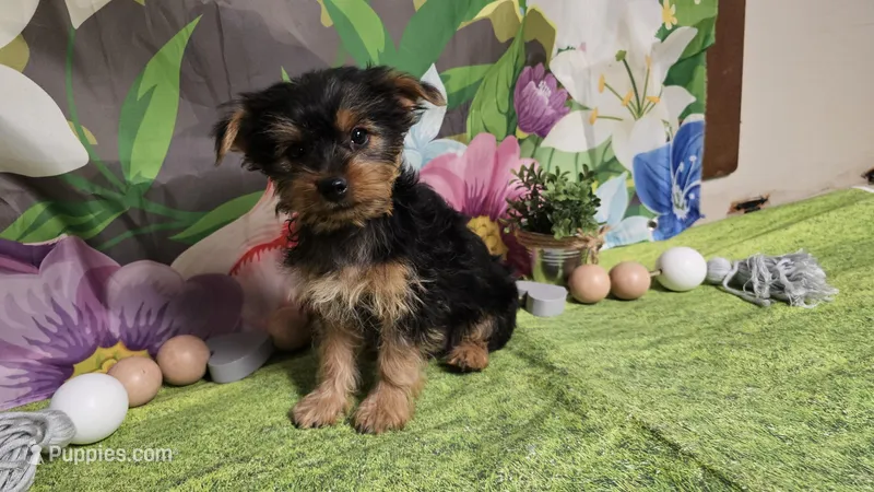 Kale – Yorkshire Terrier puppy for sale in Brighton, MO