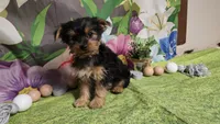 Kale, a male Yorkshire Terrier for sale in Brighton, MO – Photo 1 of 7