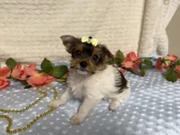 Hazel , a female Yorkshire Terrier for sale in Brighton, MO – 8 of 10