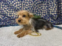 Baxter neutered , a male Yorkshire Terrier for sale in Brighton, MO – 5 of 7