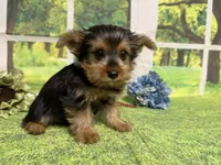 Shilo, a male Yorkshire Terrier for sale in Brighton, MO – 3 of 7