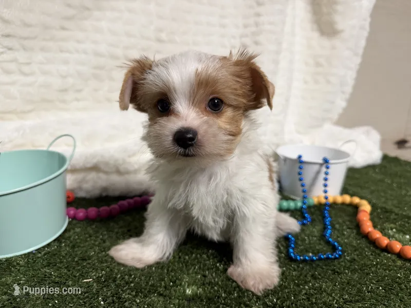 Brock – Yorkshire Terrier puppy for sale in Brighton, MO