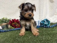 Biscuit, a male Yorkshire Terrier for sale in Brighton, MO – 6 of 7