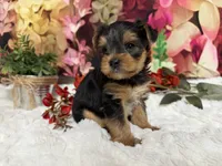 Biscuit, a male Yorkshire Terrier for sale in Brighton, MO – 6 of 8