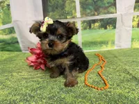 Shellu, a female Yorkshire Terrier for sale in Brighton, MO – 5 of 9