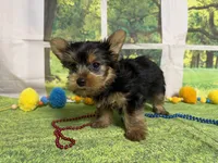 Stephen , a male Yorkshire Terrier for sale in Brighton, MO – 4 of 9