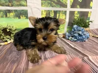 Levi, a male Yorkshire Terrier for sale in Brighton, MO – 3 of 8
