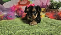 Saffron , a female Yorkshire Terrier for sale in Brighton, MO – Photo 3 of 9