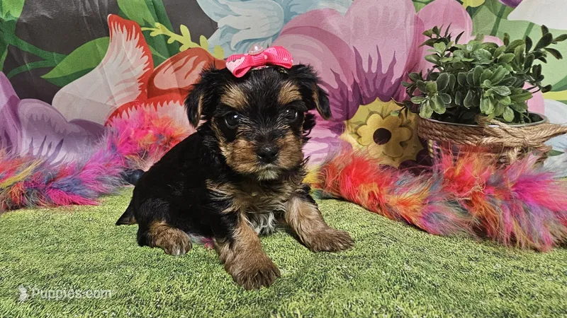 Saffron  – Yorkshire Terrier puppy for sale in Brighton, MO
