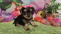 Saffron , a female Yorkshire Terrier for sale in Brighton, MO – Photo 1 of 9