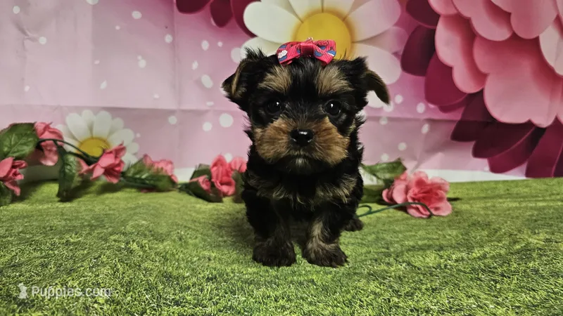 Saffron  – Yorkshire Terrier puppy for sale in Brighton, MO