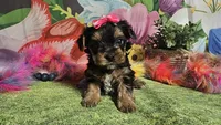 Saffron , a female Yorkshire Terrier for sale in Brighton, MO – Photo 5 of 9