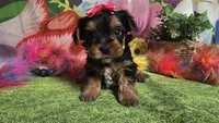 Saffron , a female Yorkshire Terrier for sale in Brighton, MO – Photo 8 of 9
