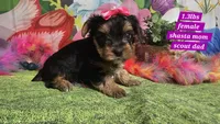 Saffron , a female Yorkshire Terrier for sale in Brighton, MO – Photo 2 of 9